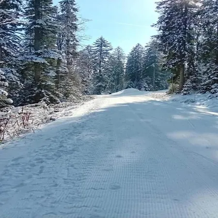 Apartman Modern In Near The Forest *